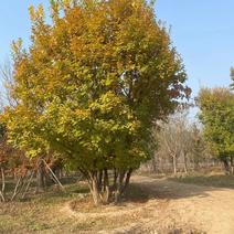 丛生蒙古栎3.米到15米