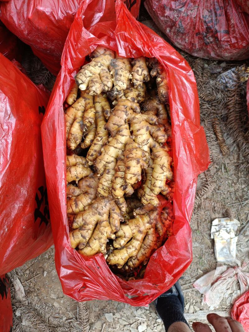 湖南汝城县马桥镇小黄姜窖姜老姜产地直供一件发货