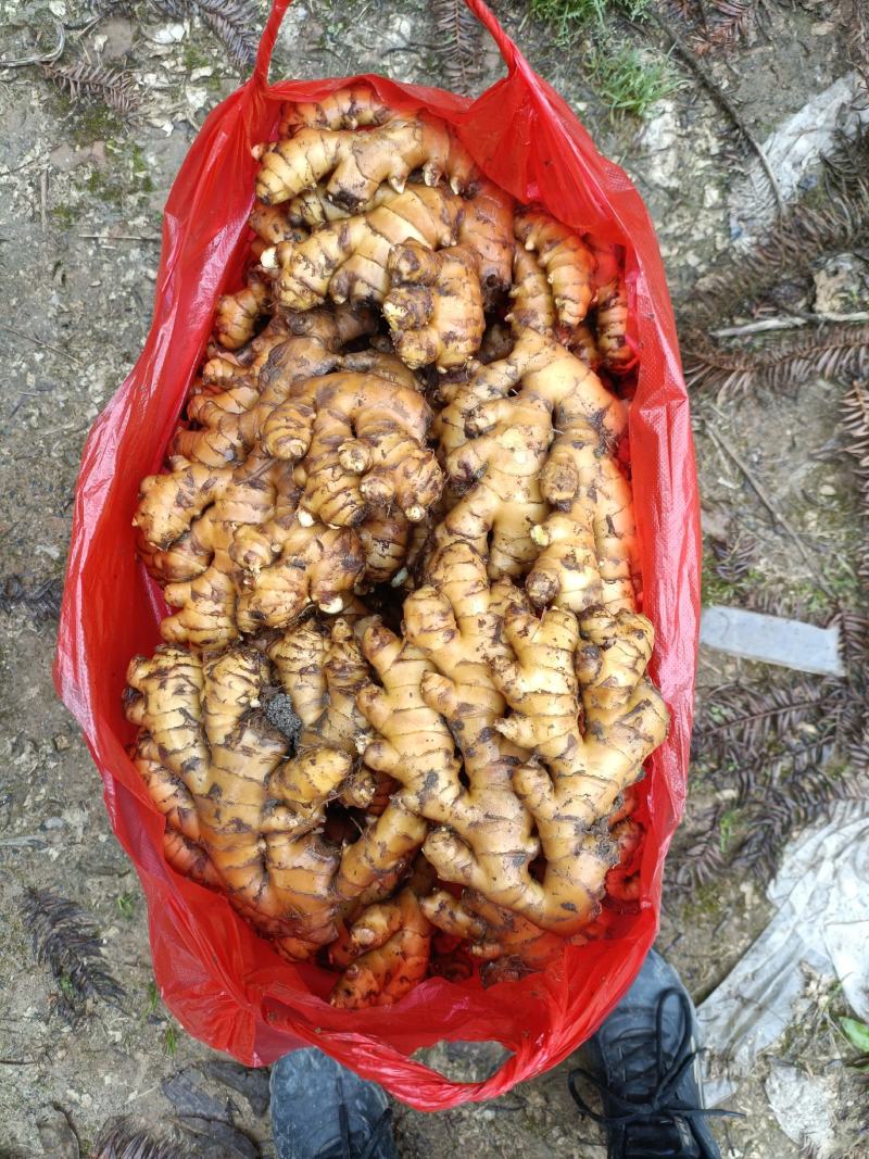 湖南汝城县马桥镇小黄姜窖姜老姜产地直供一件发货