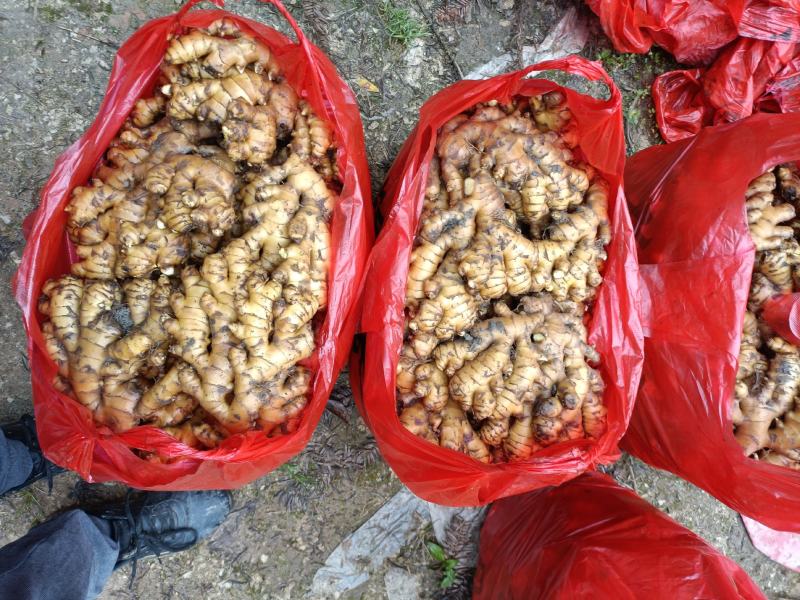 湖南汝城县马桥镇小黄姜窖姜老姜产地直供一件发货