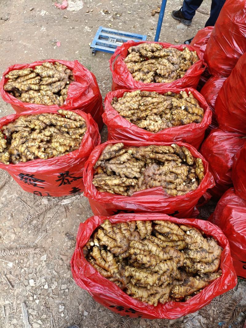 湖南汝城县马桥镇小黄姜窖姜老姜产地直供一件发货