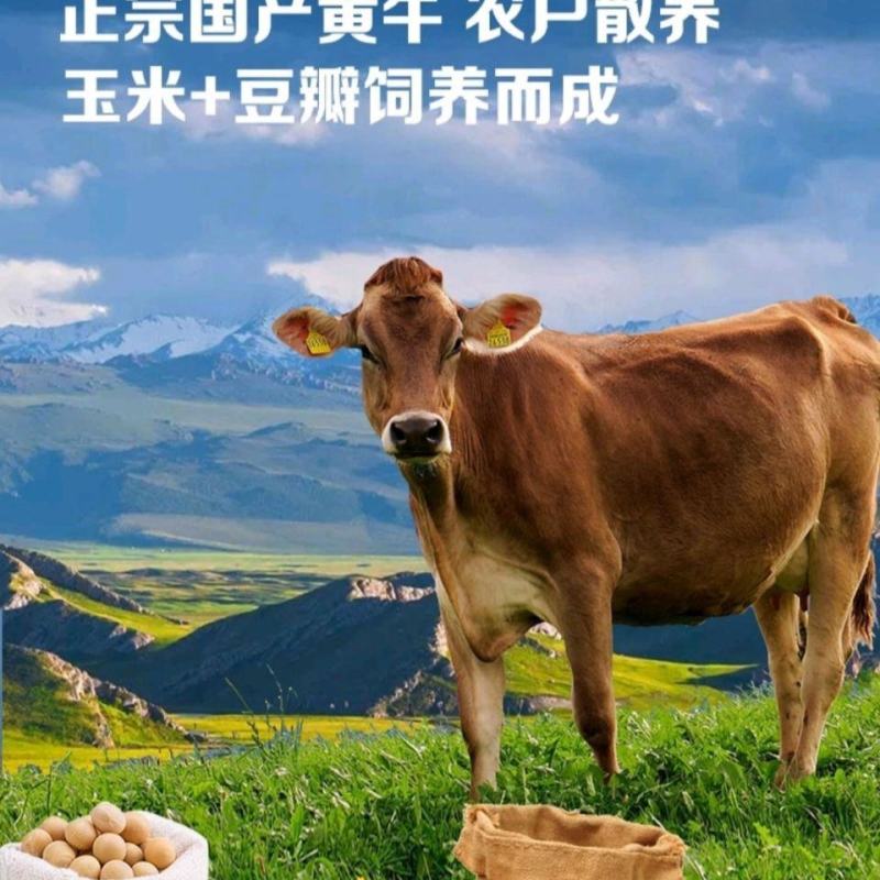 【原切新鲜牛腩肉】正宗黄牛肉新鲜牛腩批发黄牛冰鲜原切不拼