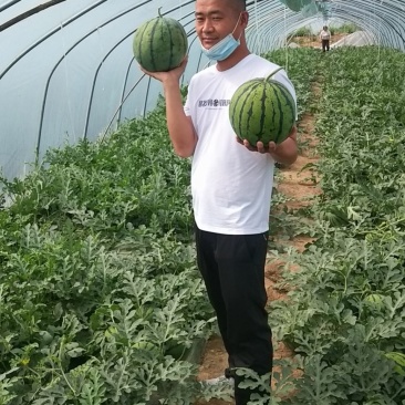 【荐】江苏精品无籽美都西瓜，无子脆瓤，代发全国，产地直发