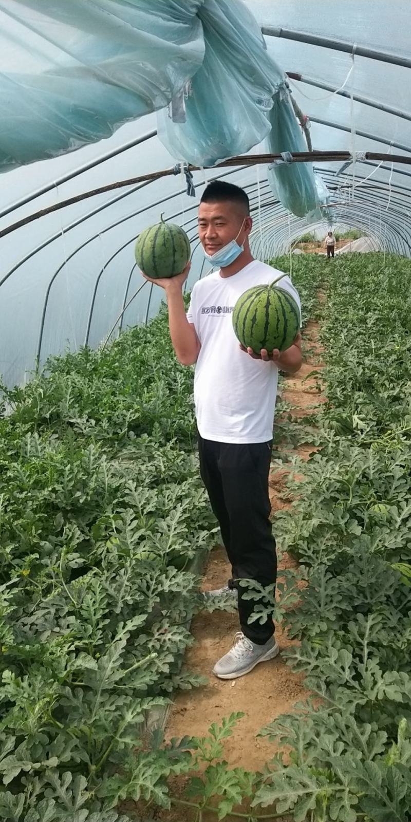 【荐】江苏精品无籽美都西瓜，无子脆瓤，代发全国，产地直发