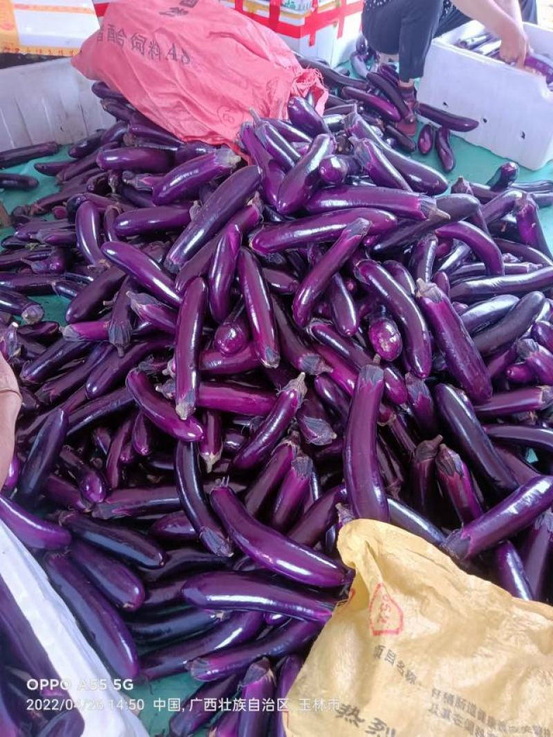 茄子大量上市中，产地直销，价格便宜