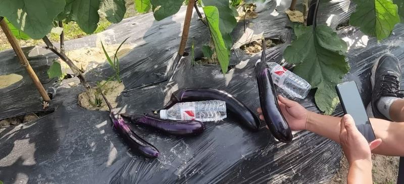 茄子大量上市中，产地直销，价格便宜