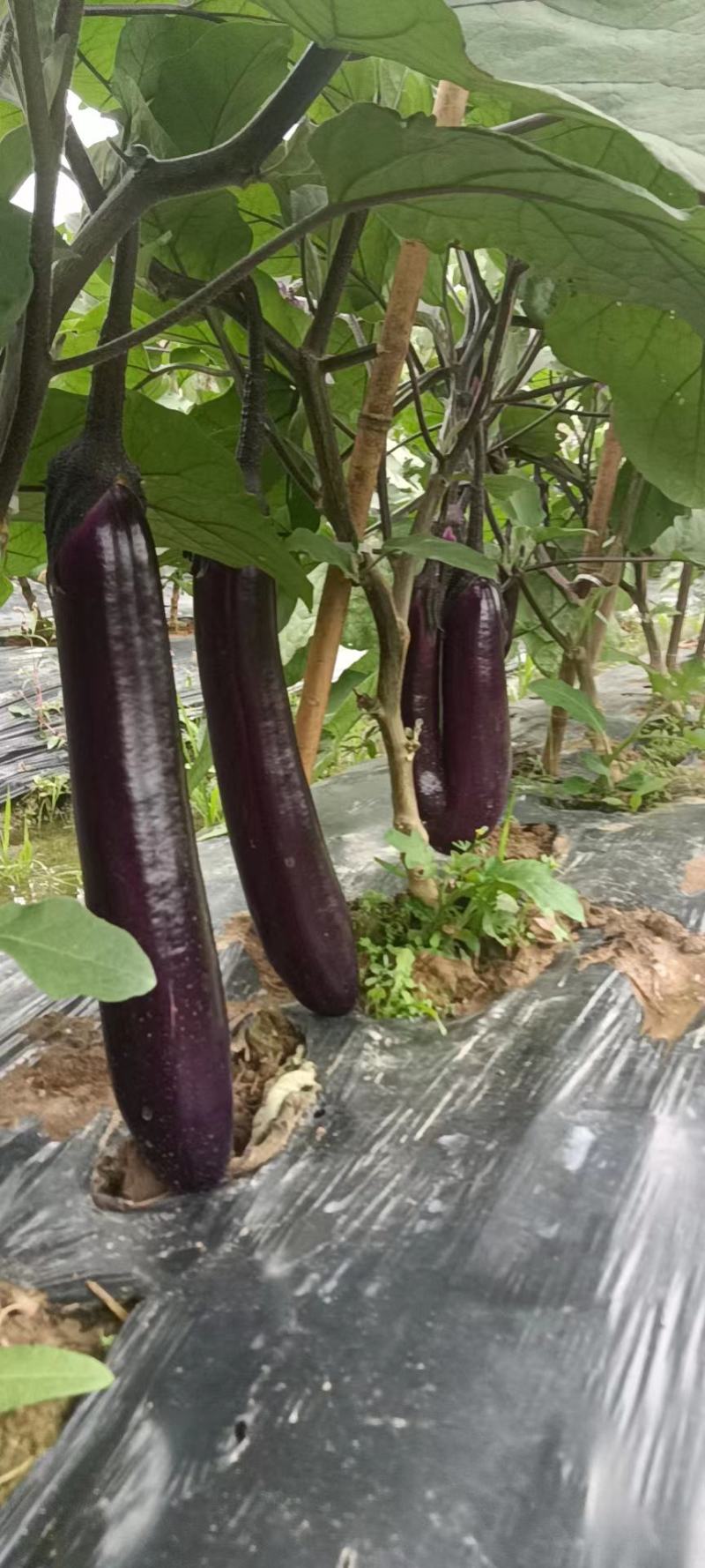 茄子大量上市中，产地直销，价格便宜