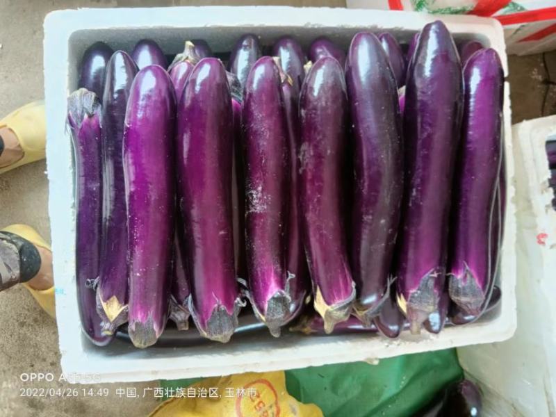 茄子大量上市中，产地直销，价格便宜