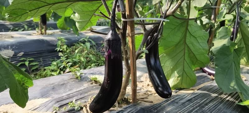 茄子大量上市中，产地直销，价格便宜
