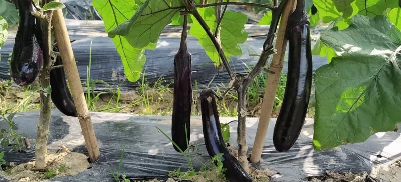 茄子大量上市中，产地直销，价格便宜