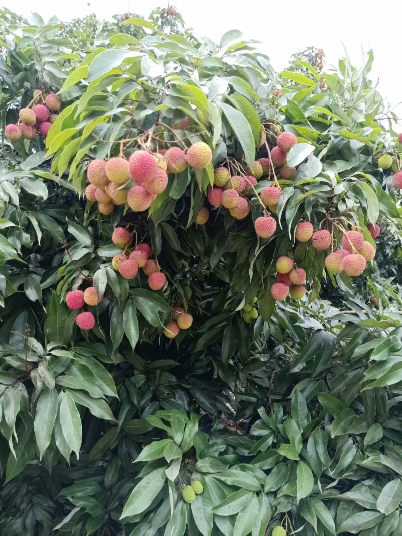 广东廉江良垌妃子笑茘枝大量上市货量大可大车小车任装