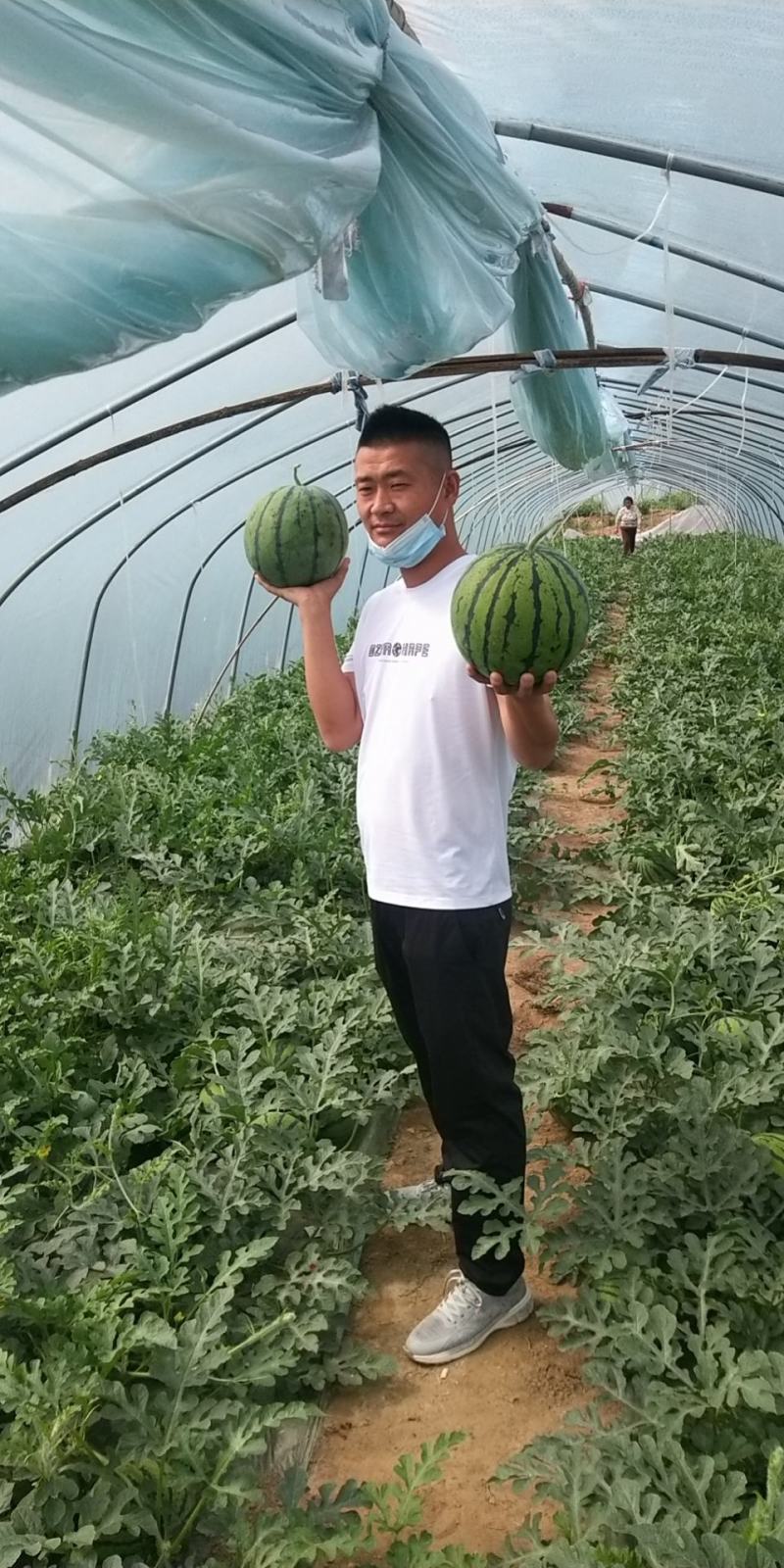 甘肃西瓜美都/现摘现发一手货源，保质保量，全国发货