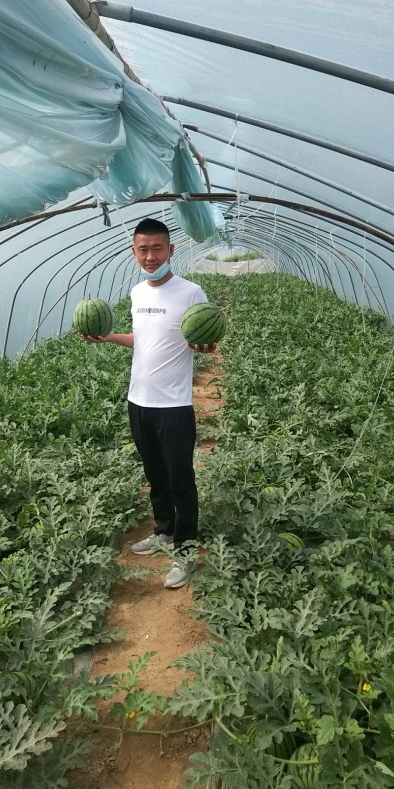 甘肃西瓜美都/现摘现发一手货源，保质保量，全国发货