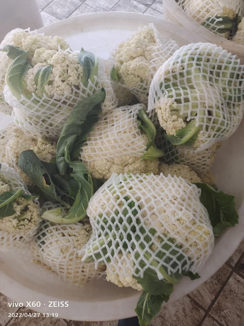 花菜大量供应、产地直销、质量保证、支持各种包装