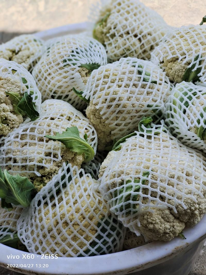 松花菜大量供应、产地直销、质量保证、支持各种包装