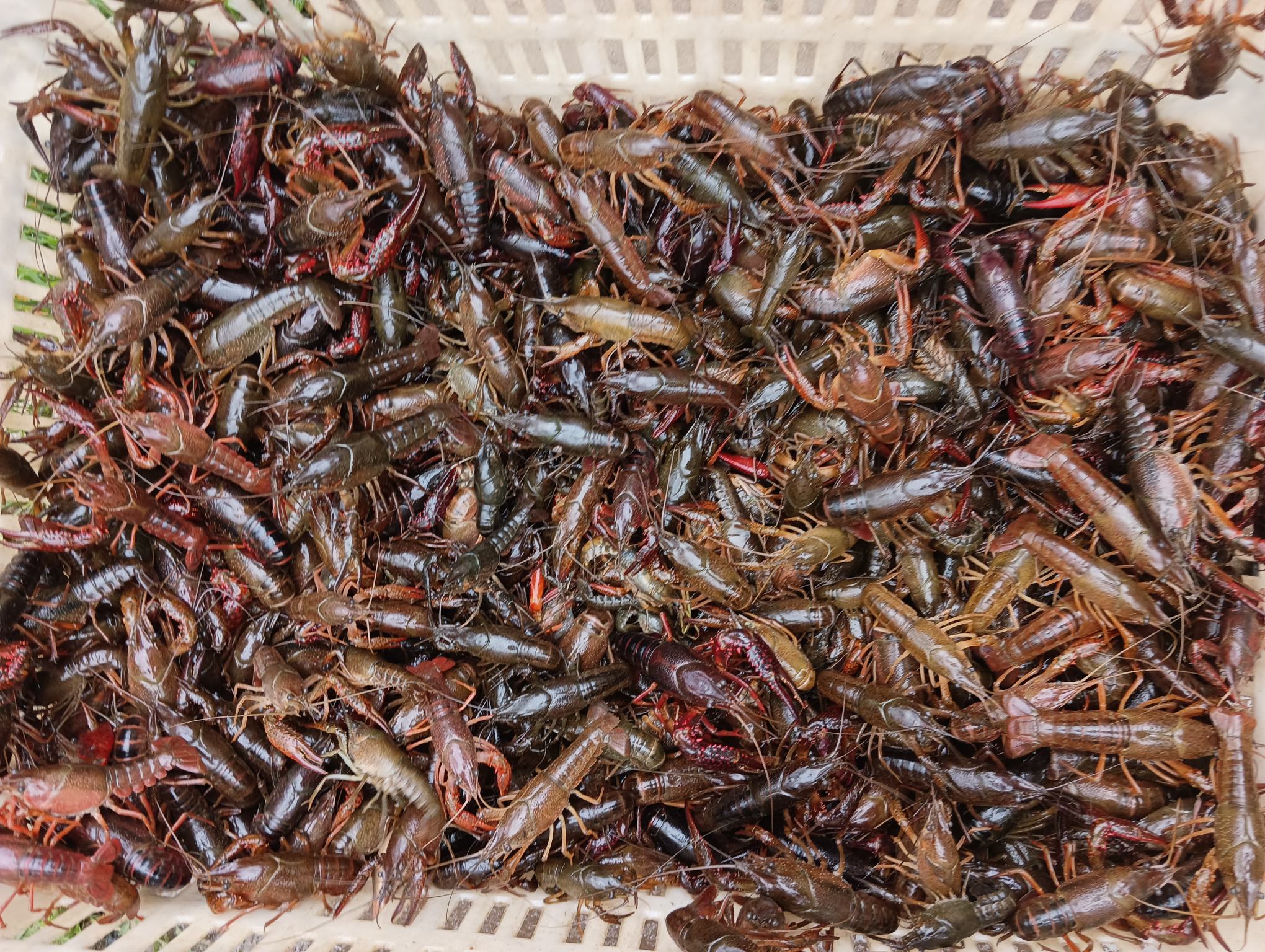 一盆鲜活的小龙虾被放置在透明塑料盆中,水中漂浮着少量泡沫,小龙虾外壳呈青褐色,周围散落着几片姜片和葱段,背景可见厨房水槽和蓝色抹布 小龙虾在盆中浸泡状态