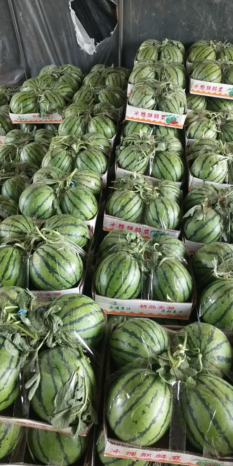 【荐】江苏精品无籽美都西瓜，无子脆瓤，代发全国，产地直发