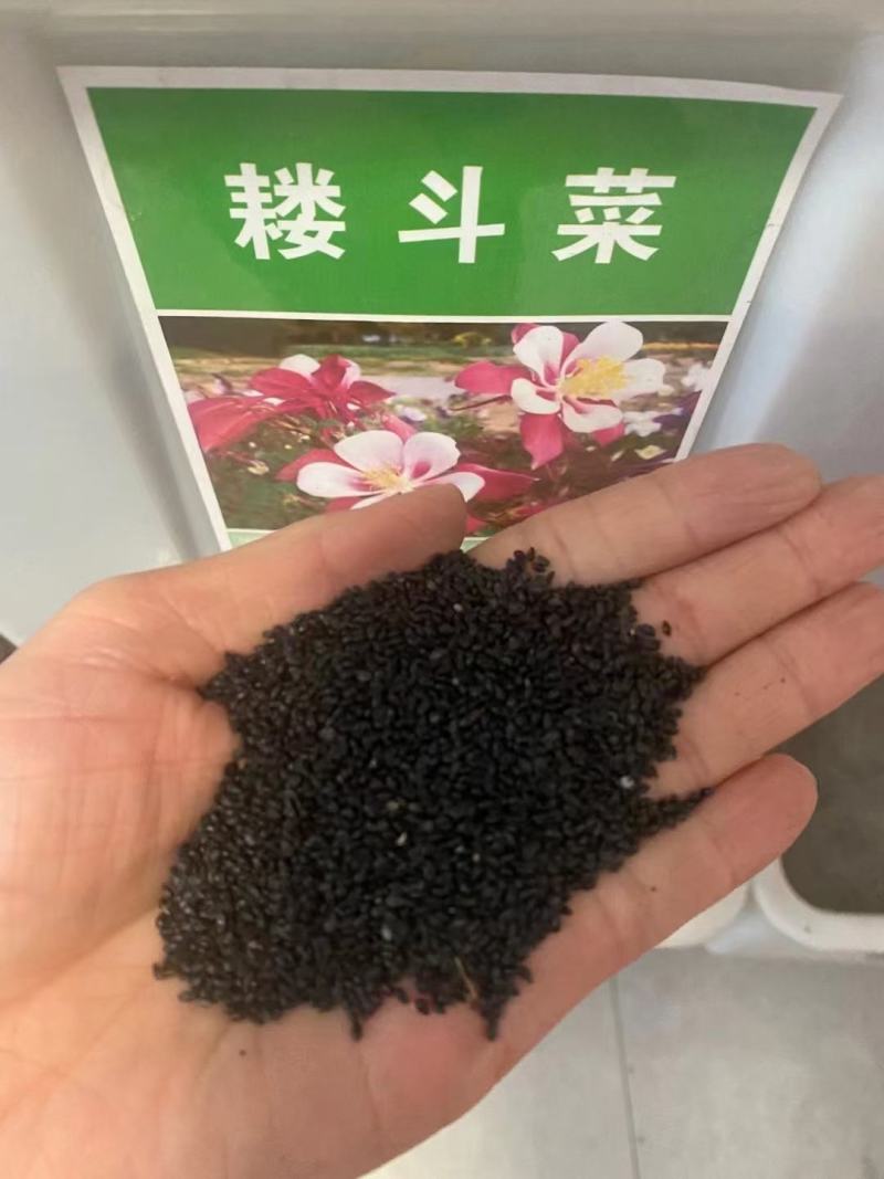 耧斗菜种子大花重瓣四季不断开花多年生阳台室外庭院花种子