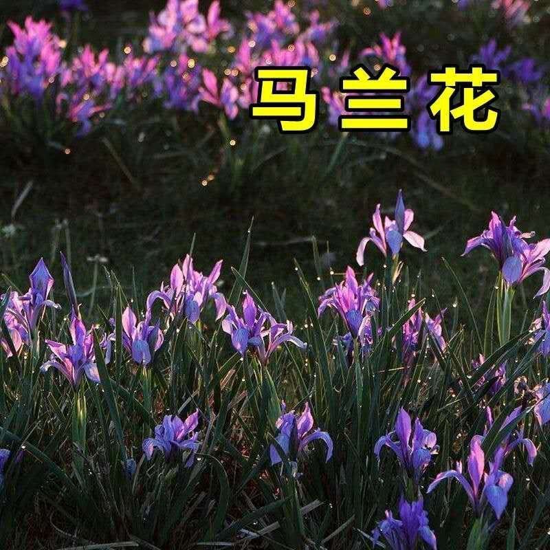 马莲种子新采马兰花种子马蔺马兰草耐涝耐旱耐盐碱适应性强花