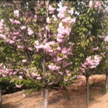 樱花，黄金龙槐大量处理，价格可商