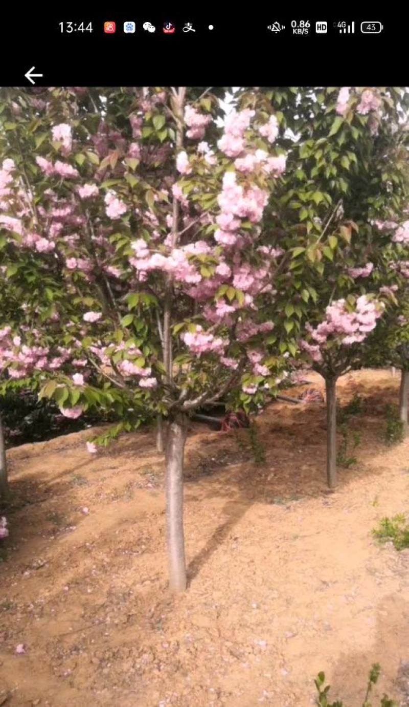 樱花，黄金龙槐大量处理，价格可商