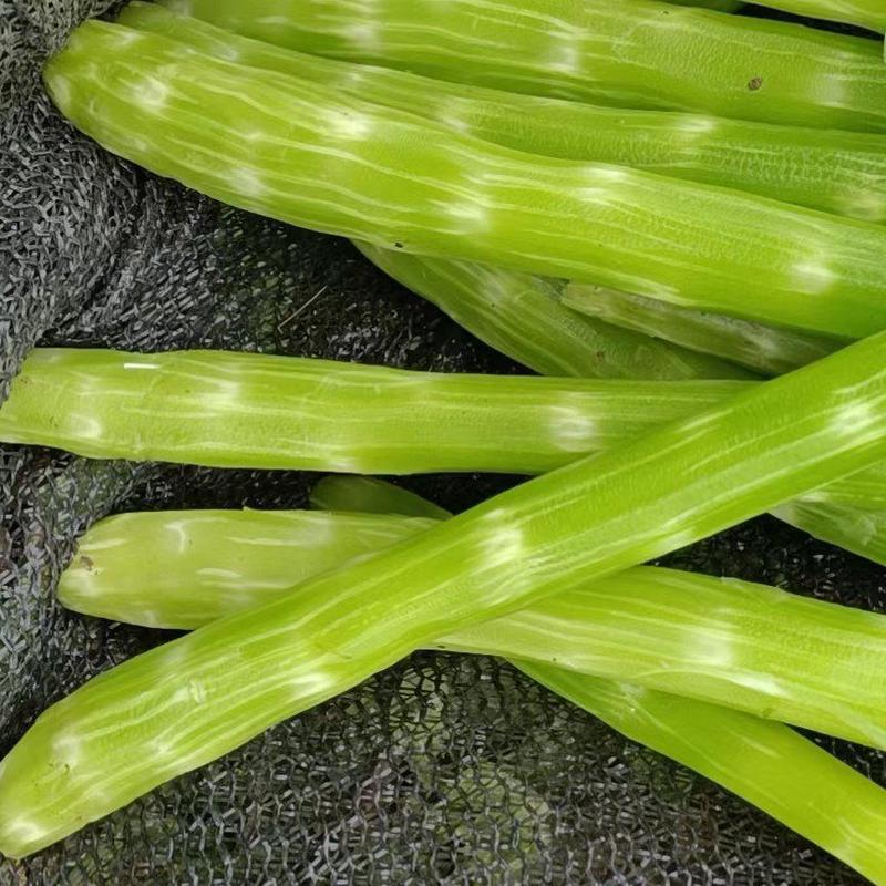 滨州青皮青肉的鲜莴苣肉大批量上市供应，个大肉多。出品率高