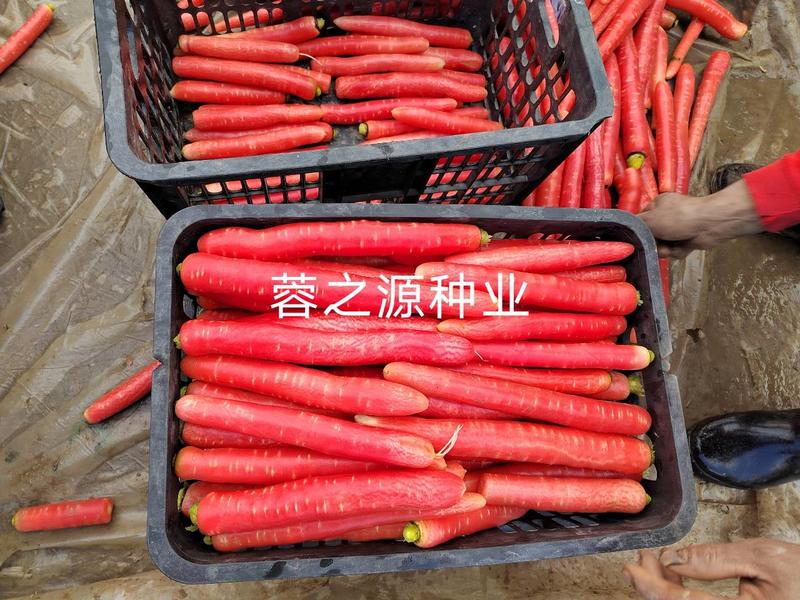 本地全红胡萝卜种子、品质好，、产量高耐抽苔性好、全国包邮