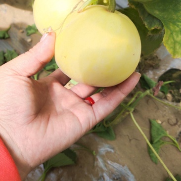 【热销】星甜20种植基地一手货源果型匀称口感香甜