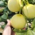 【热销】星甜20种植基地一手货源果型匀称口感香甜
