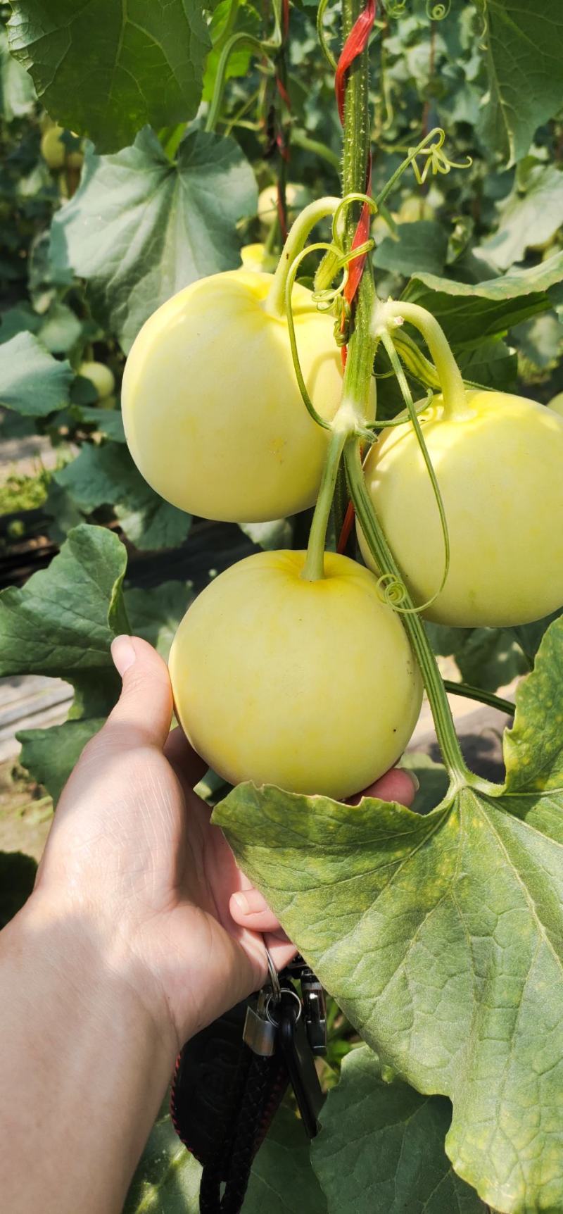 【热销】星甜20种植基地一手货源果型匀称口感香甜