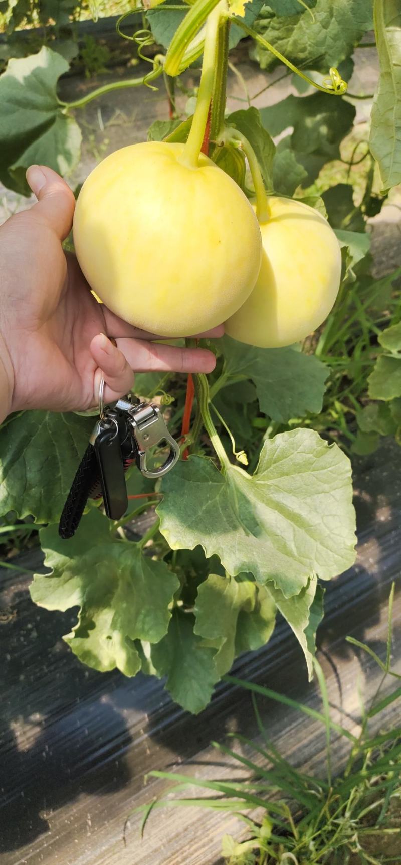 【热销】星甜20种植基地一手货源果型匀称口感香甜