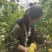 【热销】星甜20种植基地一手货源果型匀称口感香甜