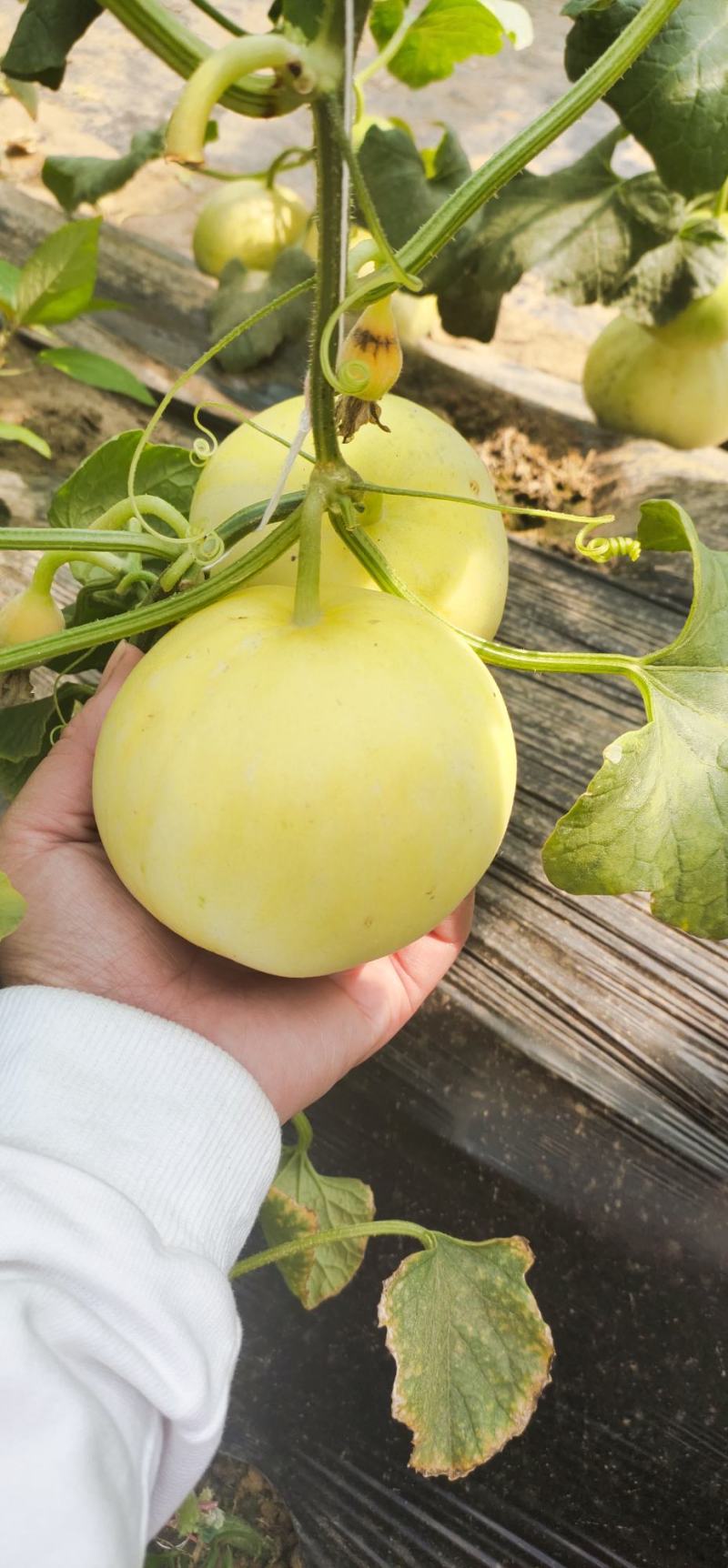 【热销】星甜20种植基地一手货源果型匀称口感香甜