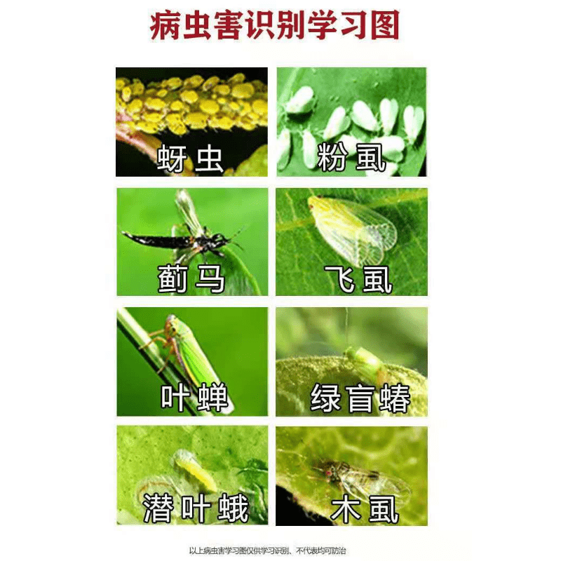 30%噻虫嗪水稻飞虱专用蚜虫蓟马梨木虱叶蝉跳甲果蔬菜农药