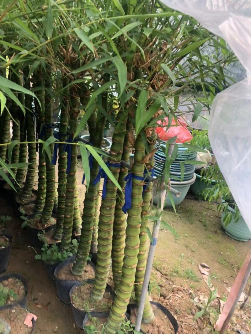 佛肚竹，各种规格精品佛肚竹低价直销
