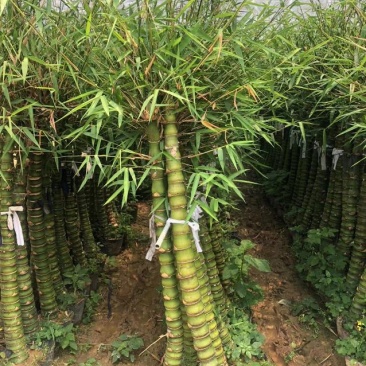 佛肚竹，各种规格精品佛肚竹低价直销