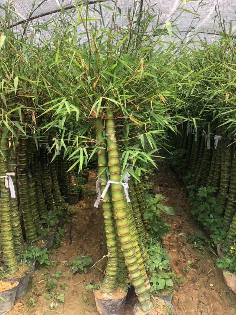 佛肚竹，各种规格精品佛肚竹低价直销