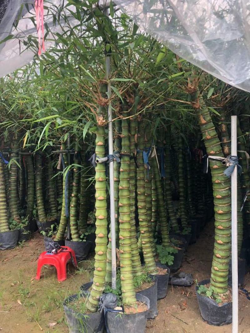 佛肚竹，各种规格精品佛肚竹低价直销