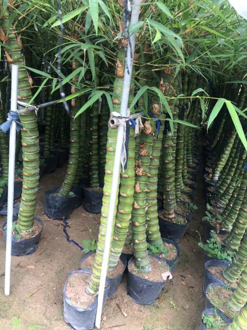 佛肚竹，各种规格精品佛肚竹低价直销
