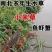 小米草种籽养殖专用水草种子雀叶稗鱼虾蟹牧草种子高产耐水淹