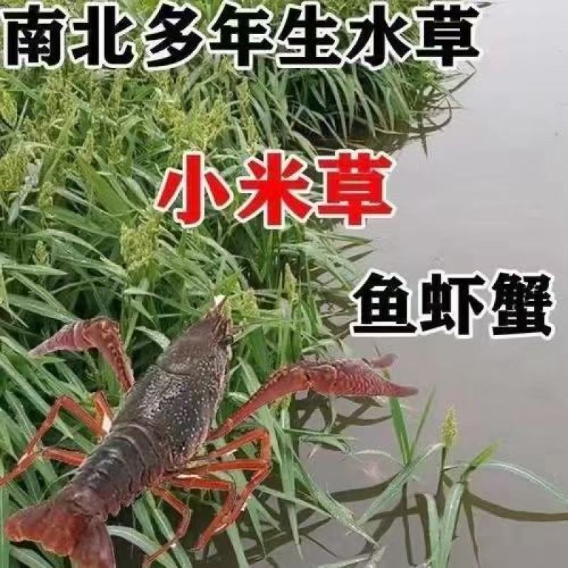 小米草种籽养殖专用水草种子雀叶稗鱼虾蟹牧草种子高产耐水淹