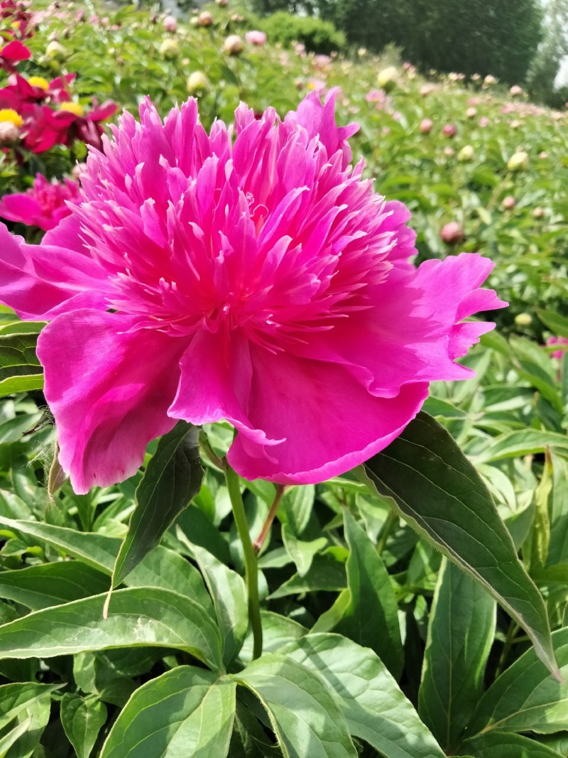 芍药鲜切花千层芍药花