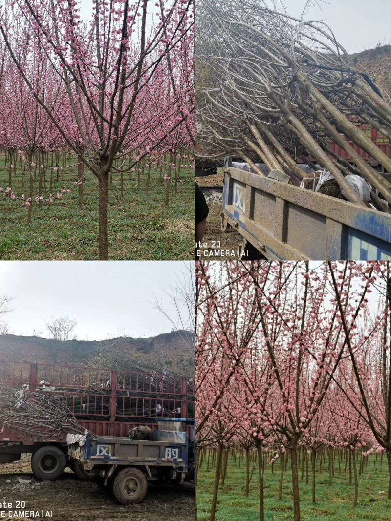 精品高分枝榆叶梅，大量销售，货源充足稳定，欢迎选购