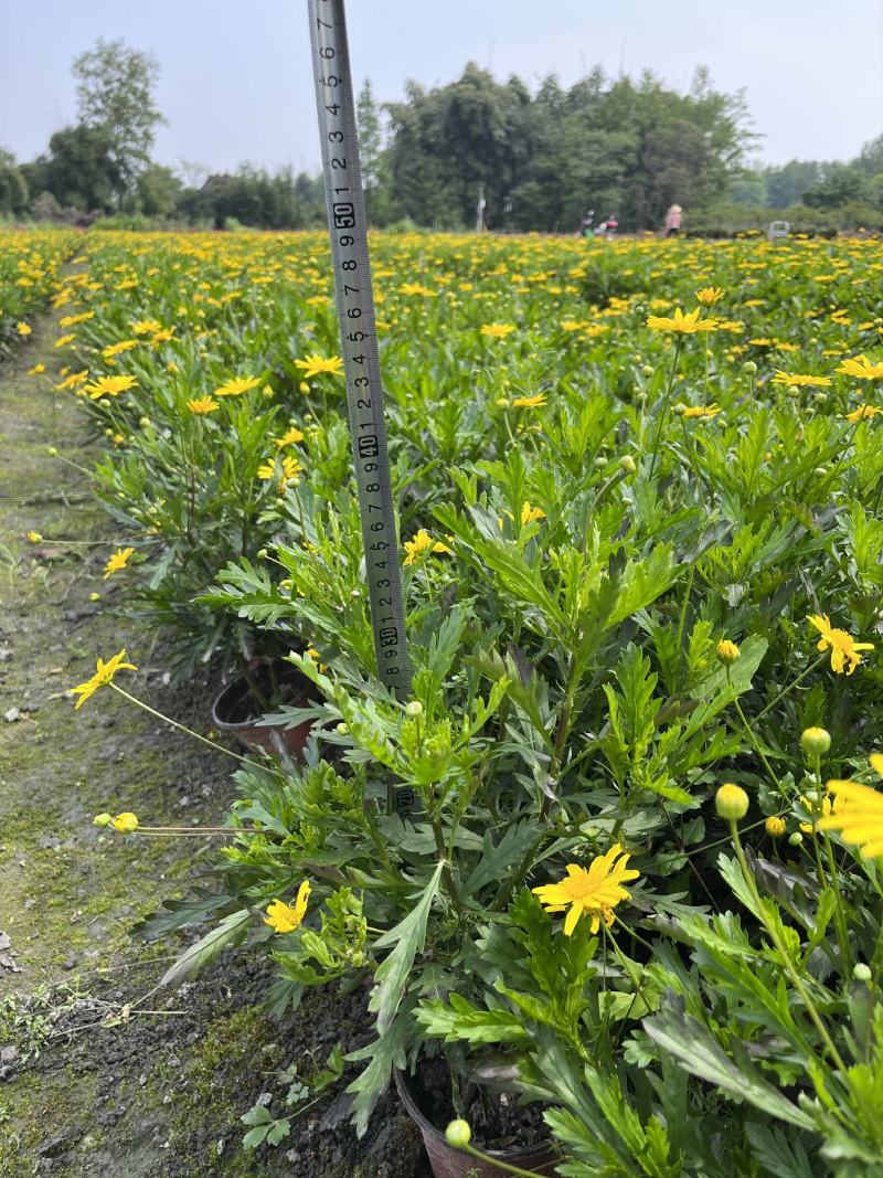 木春菊价格成都木春菊批发木春菊图片及报价木春菊小苗