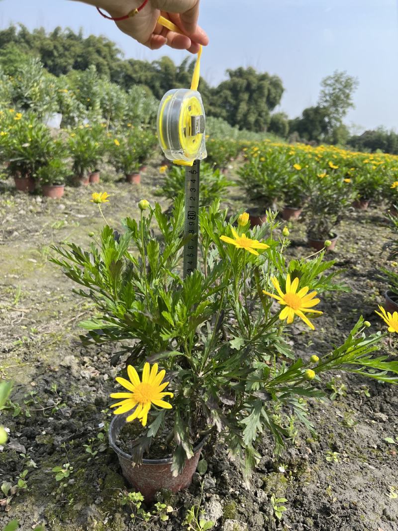 木春菊价格成都木春菊批发木春菊图片及报价木春菊小苗