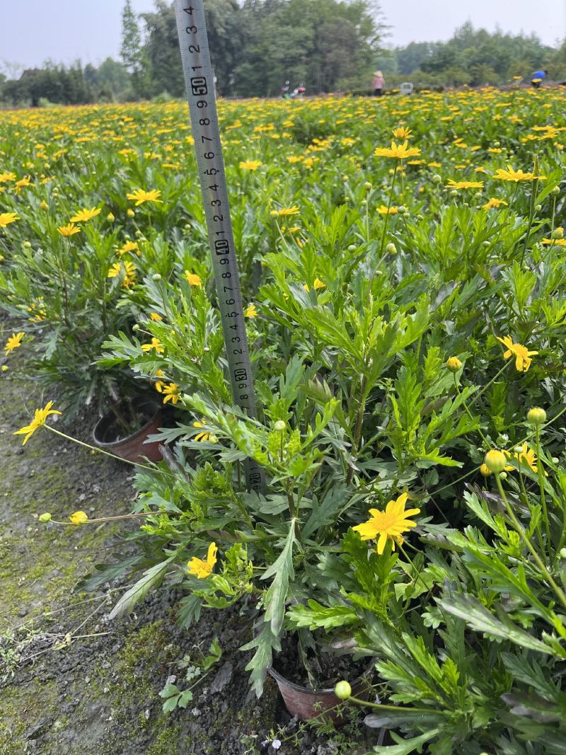 木春菊价格成都木春菊批发木春菊图片及报价木春菊小苗
