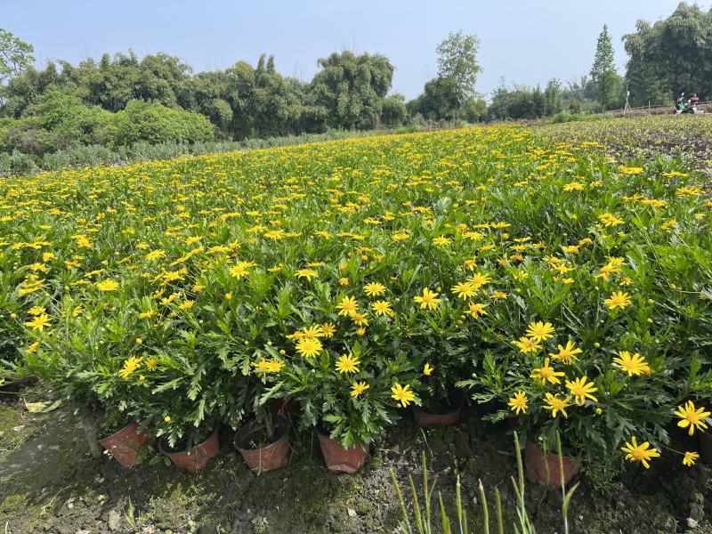 木春菊价格成都木春菊批发木春菊图片及报价木春菊小苗