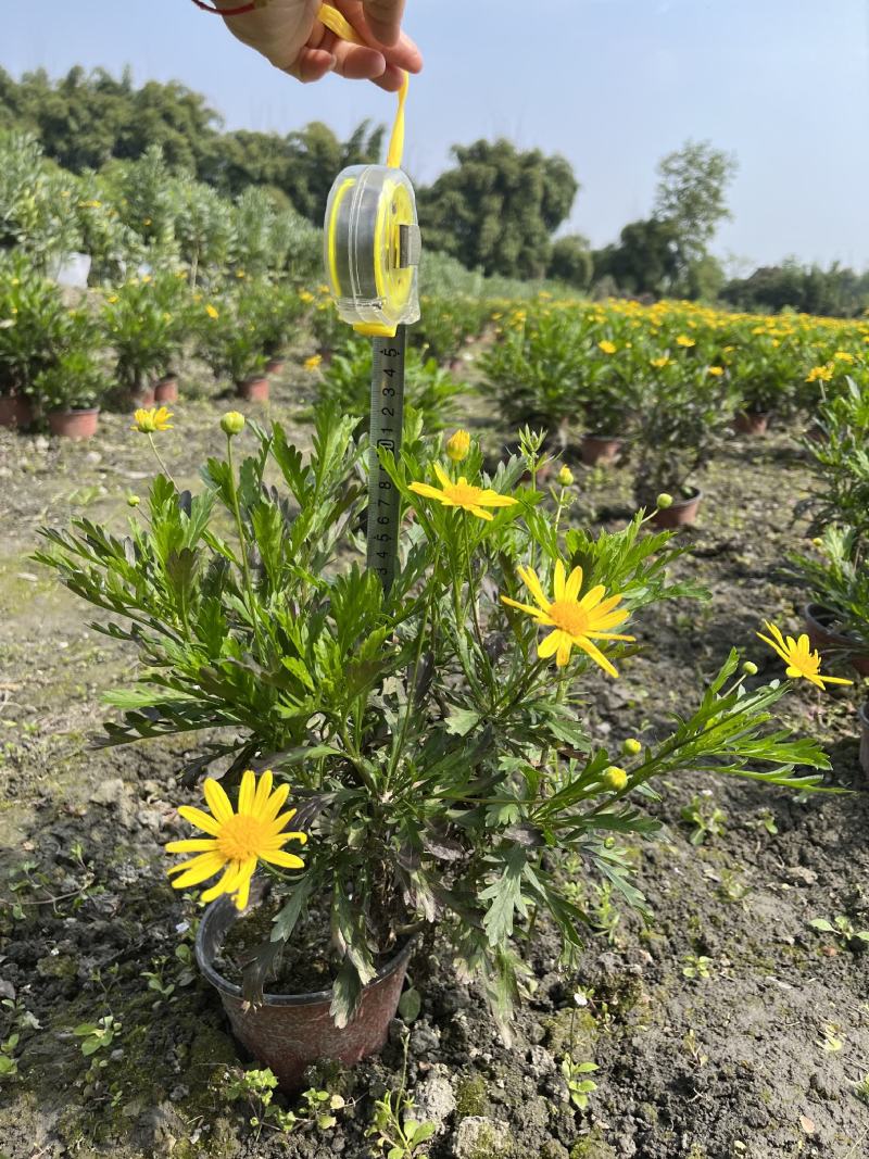 木春菊价格成都木春菊批发木春菊图片及报价木春菊小苗