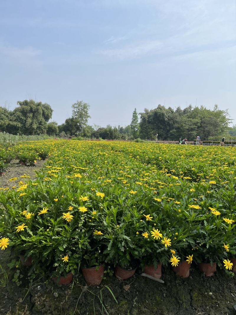 木春菊价格成都木春菊批发木春菊图片及报价木春菊小苗