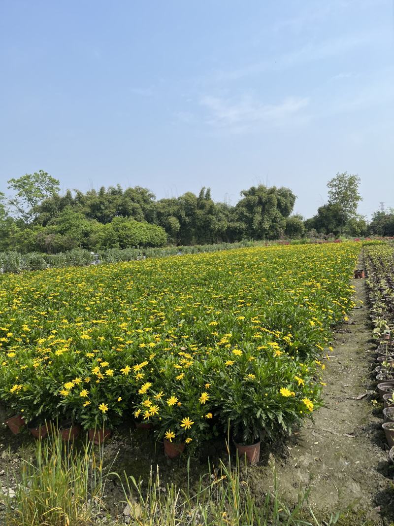 木春菊价格成都木春菊批发木春菊图片及报价木春菊小苗